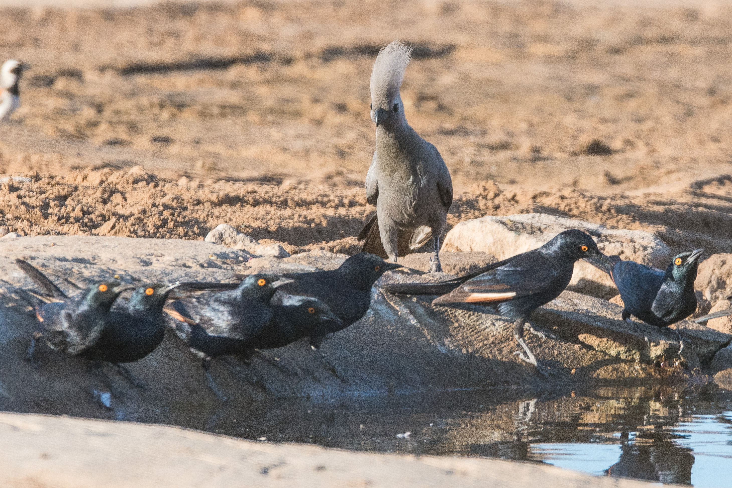 Touraco concolore (Grey Go-away bird, Crinifer concolor) , et Rufipennes naboroup (Pale-winged Starling, Onychognatus nabouroup)  au point d'eau, Hoanib Valley Camp, Kunene, Namibie..